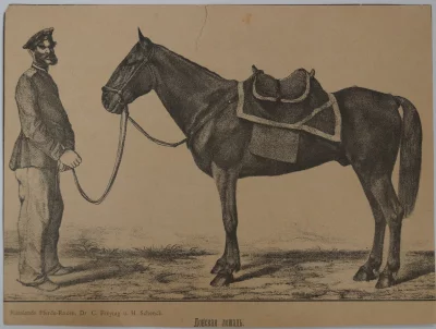 Гравюра "Донская лошадь". 1880-1890 гг. "Новочеркасский музей истории донского казачества"